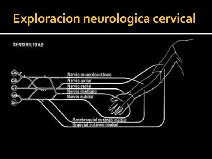 Exploracion neurologica cervical Exploracion neurologica cervical