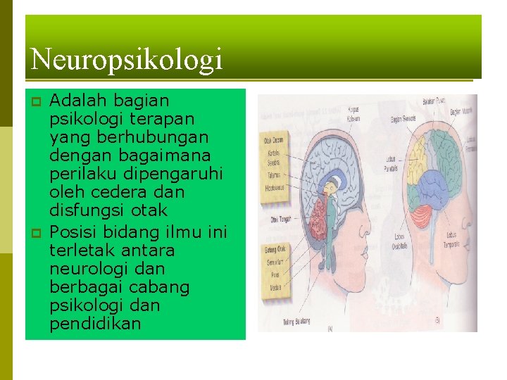 Neuropsikologi p p Adalah bagian psikologi terapan yang berhubungan dengan bagaimana perilaku dipengaruhi oleh