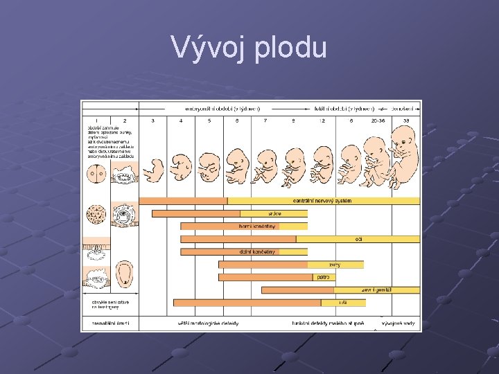 Vývoj plodu 