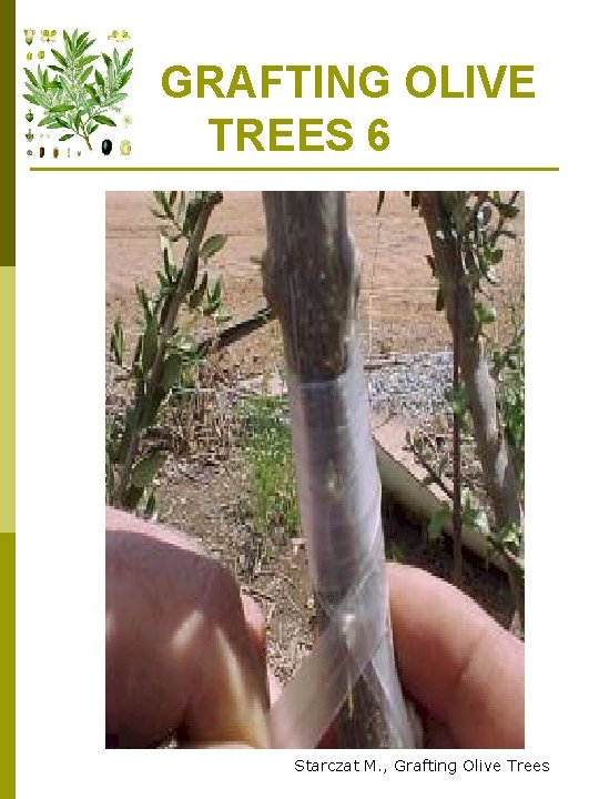  GRAFTING OLIVE TREES 6 Starczat M. , Grafting Olive Trees 