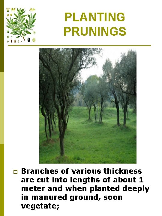 PLANTING PRUNINGS p Branches of various thickness are cut into lengths of about 1