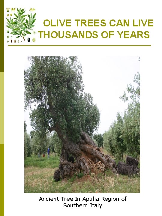  OLIVE TREES CAN LIVE THOUSANDS OF YEARS Ancient Tree In Apulia Region of