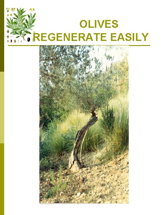  OLIVES REGENERATE EASILY 