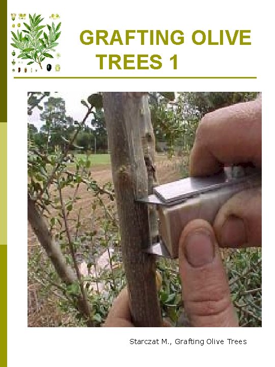  GRAFTING OLIVE TREES 1 Starczat M. , Grafting Olive Trees 