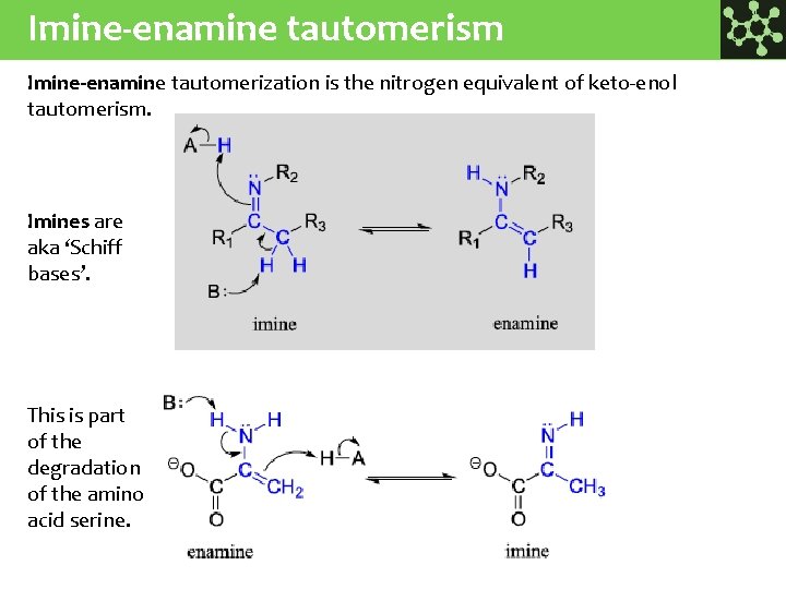 Imine-enamine tautomerism Imine-enamine tautomerization is the nitrogen equivalent of keto-enol tautomerism. Imines are aka