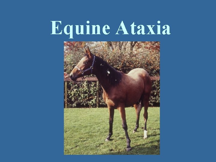 Equine Ataxia 