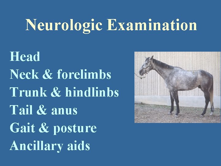 Neurologic Examination Head Neck & forelimbs Trunk & hindlinbs Tail & anus Gait &