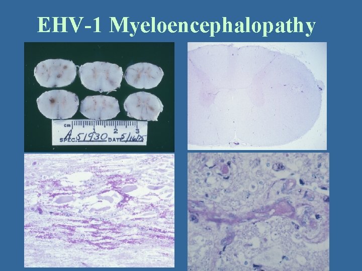 EHV-1 Myeloencephalopathy 