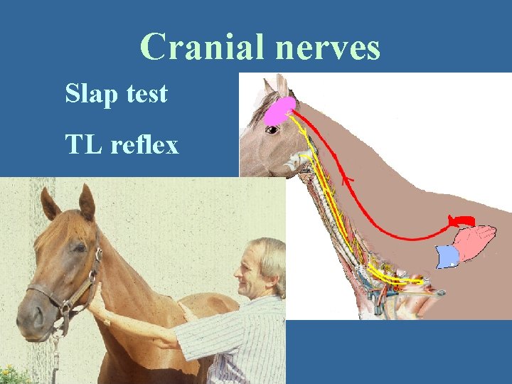 Cranial nerves Slap test TL reflex 