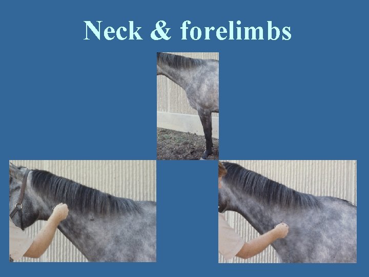 Neck & forelimbs 