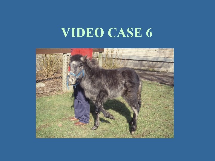 VIDEO CASE 6 