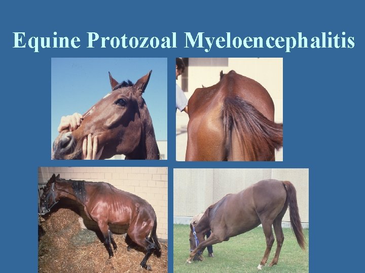 Equine Protozoal Myeloencephalitis 