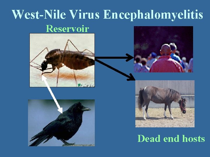 West-Nile Virus Encephalomyelitis Reservoir Dead end hosts 