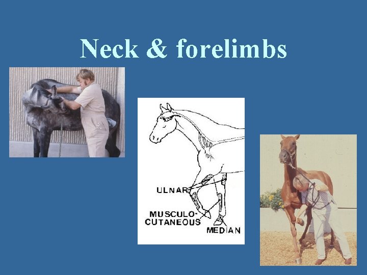 Neck & forelimbs 