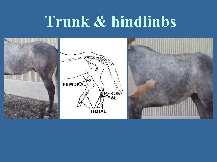 Trunk & hindlinbs 