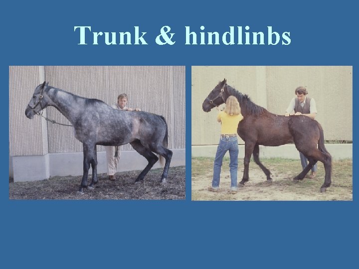 Trunk & hindlinbs 