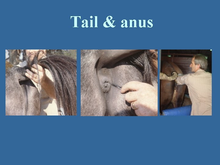 Tail & anus 