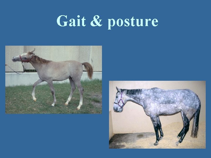 Gait & posture 