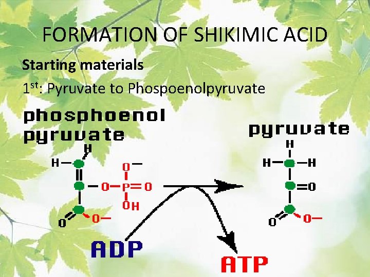 FORMATION OF SHIKIMIC ACID Starting materials 1 st: Pyruvate to Phospoenolpyruvate 