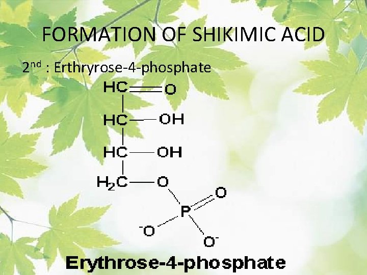 FORMATION OF SHIKIMIC ACID 2 nd : Erthryrose-4 -phosphate 