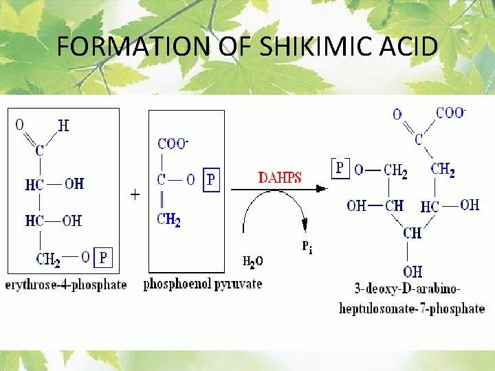FORMATION OF SHIKIMIC ACID 