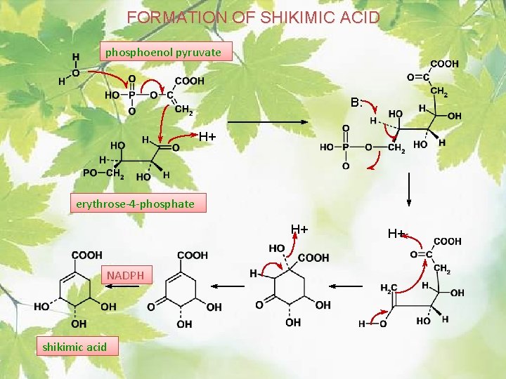 FORMATION OF SHIKIMIC ACID phosphoenol pyruvate B: H+ erythrose-4 -phosphate H+ NADPH shikimic acid