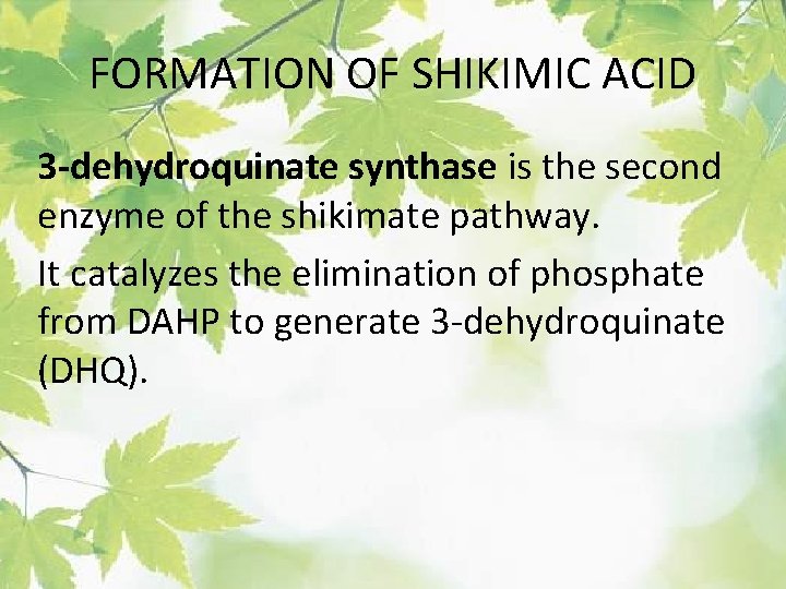 FORMATION OF SHIKIMIC ACID 3 -dehydroquinate synthase is the second enzyme of the shikimate