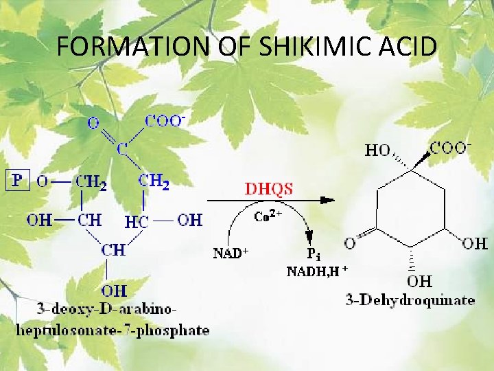 FORMATION OF SHIKIMIC ACID 