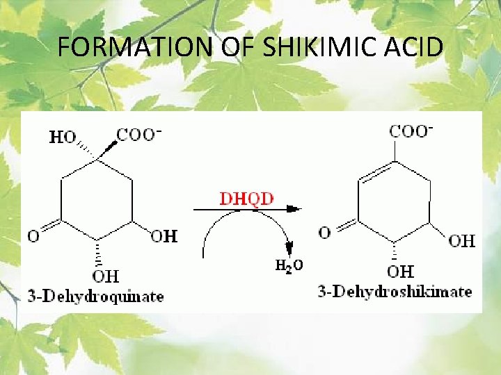 FORMATION OF SHIKIMIC ACID 