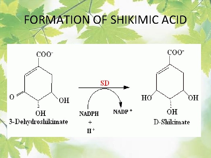 FORMATION OF SHIKIMIC ACID 