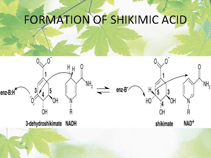 FORMATION OF SHIKIMIC ACID 