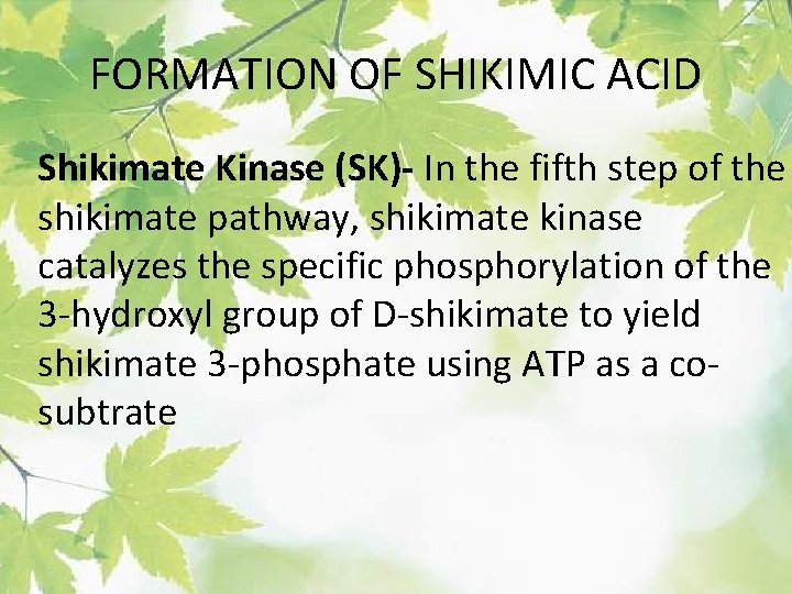 FORMATION OF SHIKIMIC ACID Shikimate Kinase (SK)- In the fifth step of the shikimate