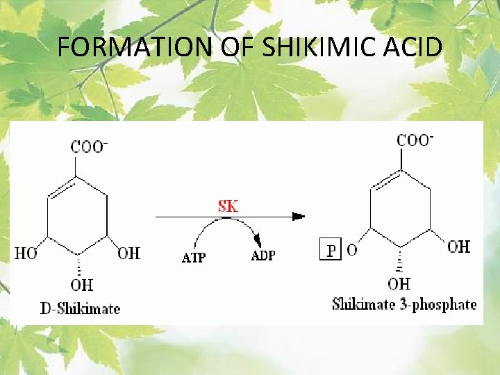 FORMATION OF SHIKIMIC ACID 