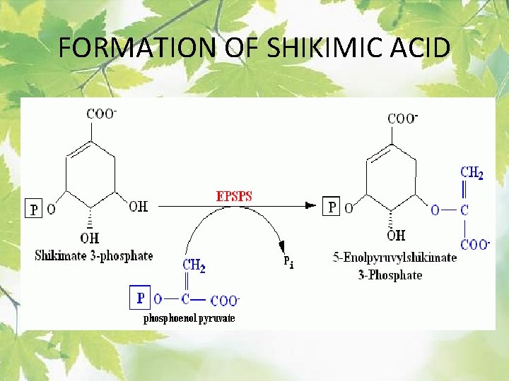 FORMATION OF SHIKIMIC ACID 