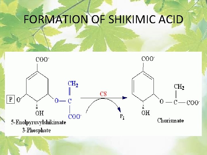 FORMATION OF SHIKIMIC ACID 