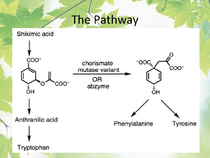The Pathway 