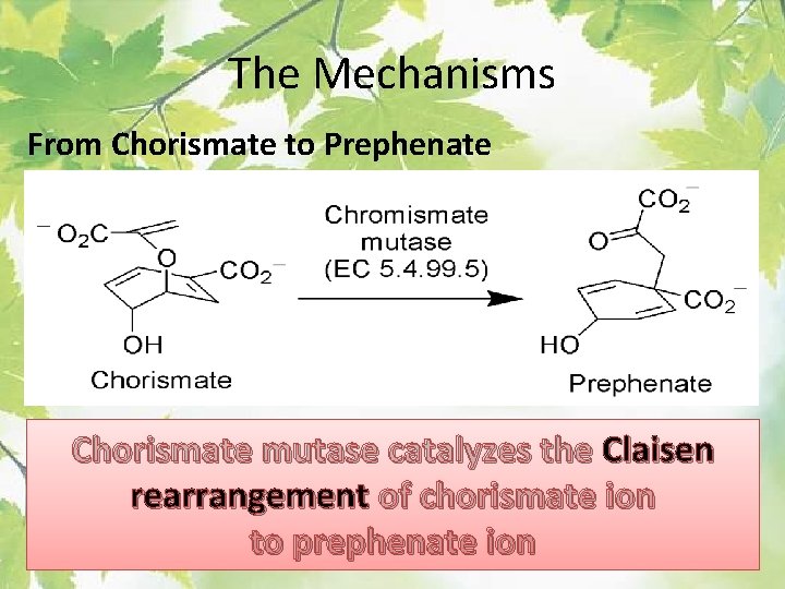 The Mechanisms From Chorismate to Prephenate Chorismate mutase catalyzes the Claisen rearrangement of chorismate