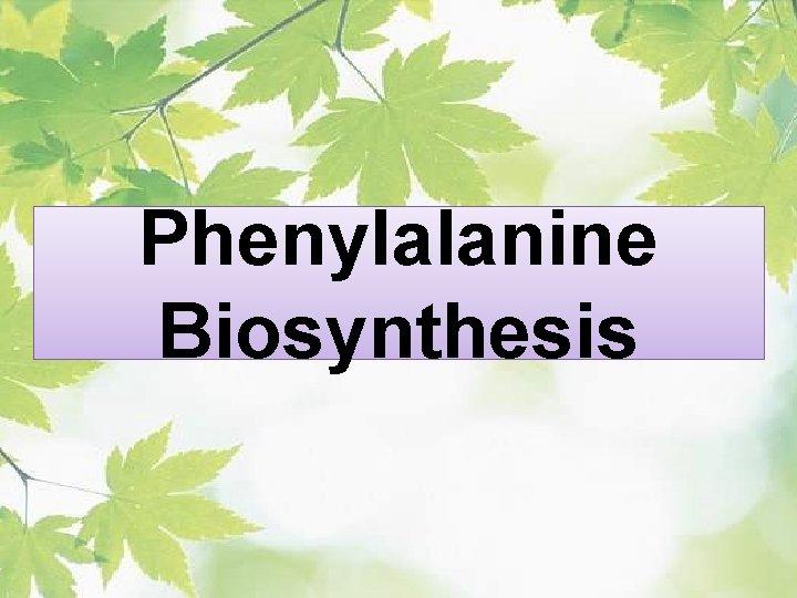 Phenylalanine Biosynthesis 