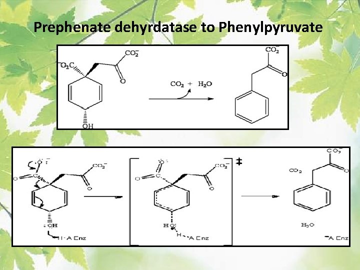 Prephenate dehyrdatase to Phenylpyruvate 