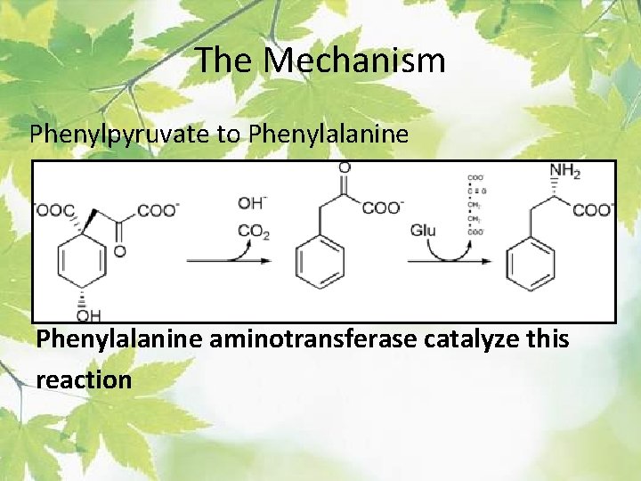The Mechanism Phenylpyruvate to Phenylalanine aminotransferase catalyze this reaction 