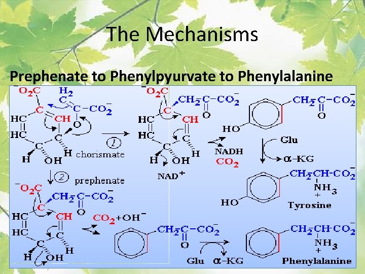 The Mechanisms Prephenate to Phenylpyurvate to Phenylalanine 