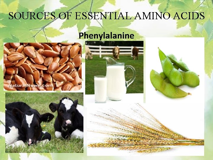 SOURCES OF ESSENTIAL AMINO ACIDS Phenylalanine 