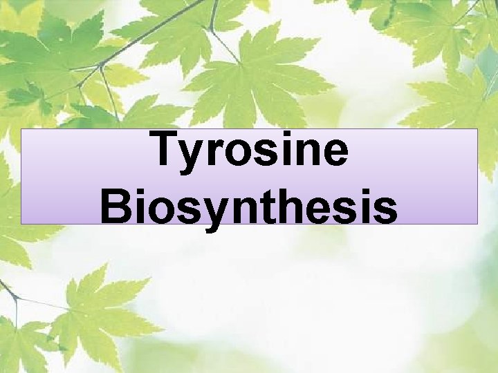 Tyrosine Biosynthesis 