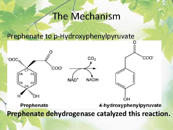 The Mechanism Prephenate to p-Hydroxyphenylpyruvate Prephenate dehydrogenase catalyzed this reaction. 