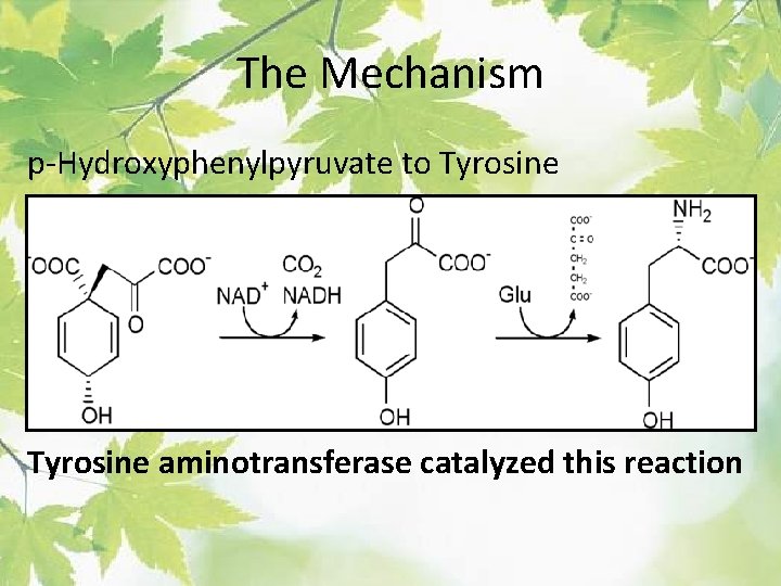 The Mechanism p-Hydroxyphenylpyruvate to Tyrosine aminotransferase catalyzed this reaction 