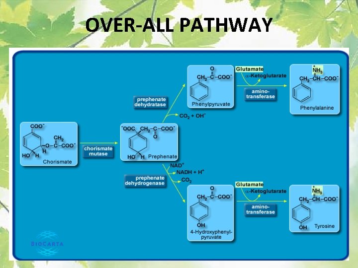 OVER-ALL PATHWAY 