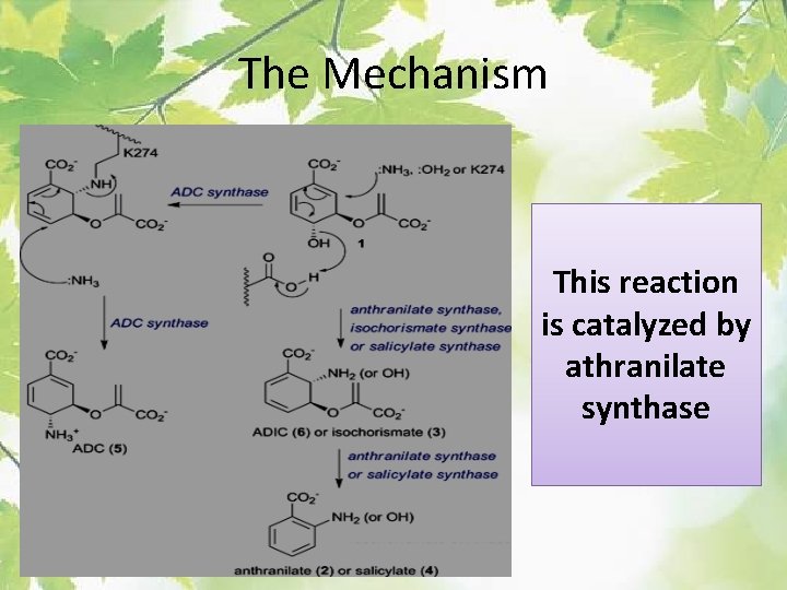 The Mechanism This reaction is catalyzed by athranilate synthase 
