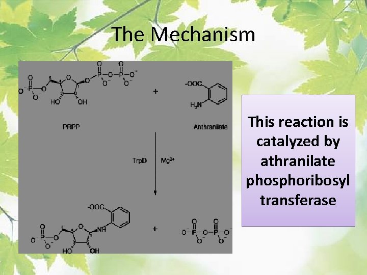 The Mechanism This reaction is catalyzed by athranilate phosphoribosyl transferase 