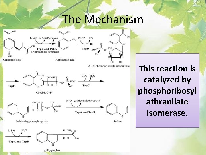 The Mechanism This reaction is catalyzed by phosphoribosyl athranilate isomerase. 