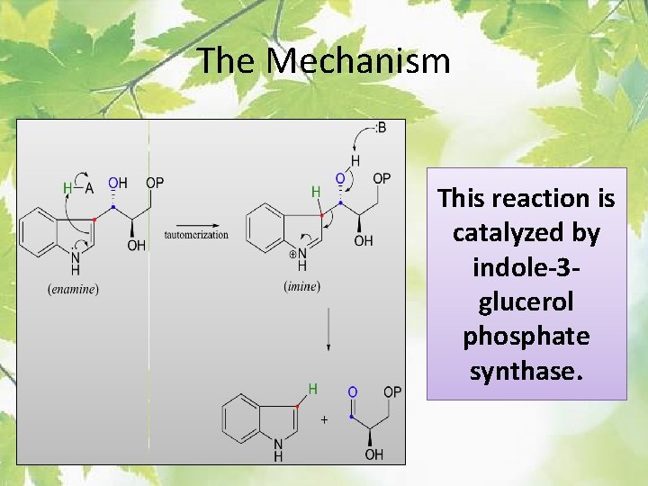 The Mechanism This reaction is catalyzed by indole-3 glucerol phosphate synthase. 